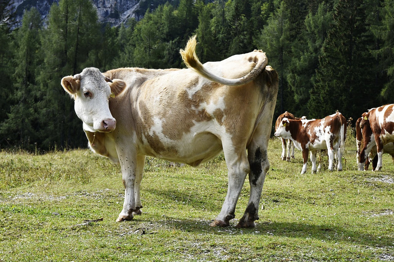 cow  wild  mammal free photo