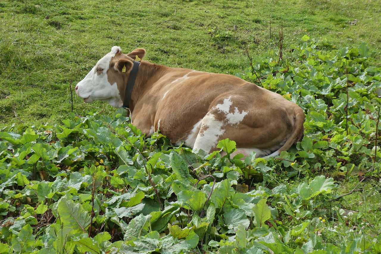 cow  rest  whey free photo