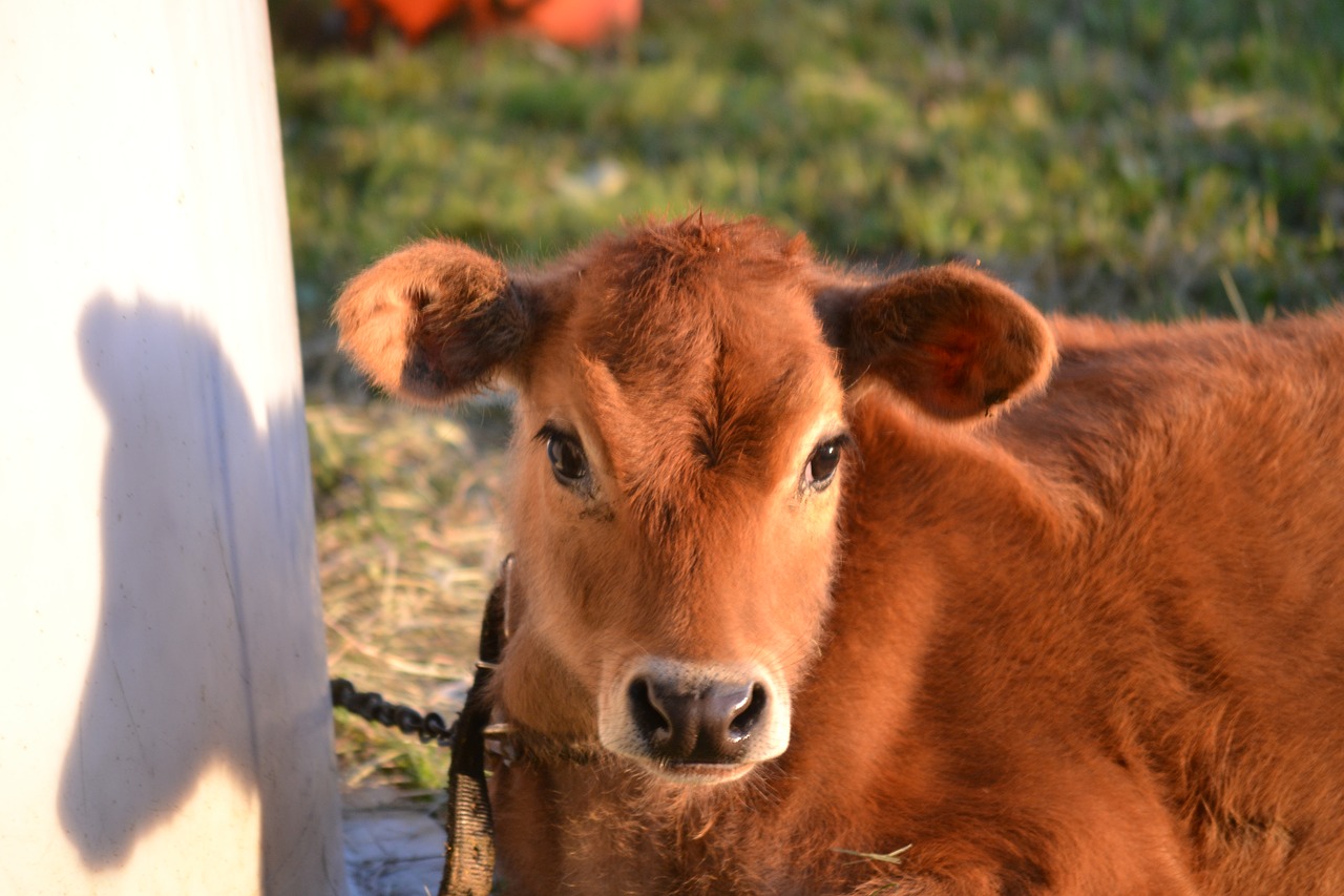 cow  calf  brown cow free photo