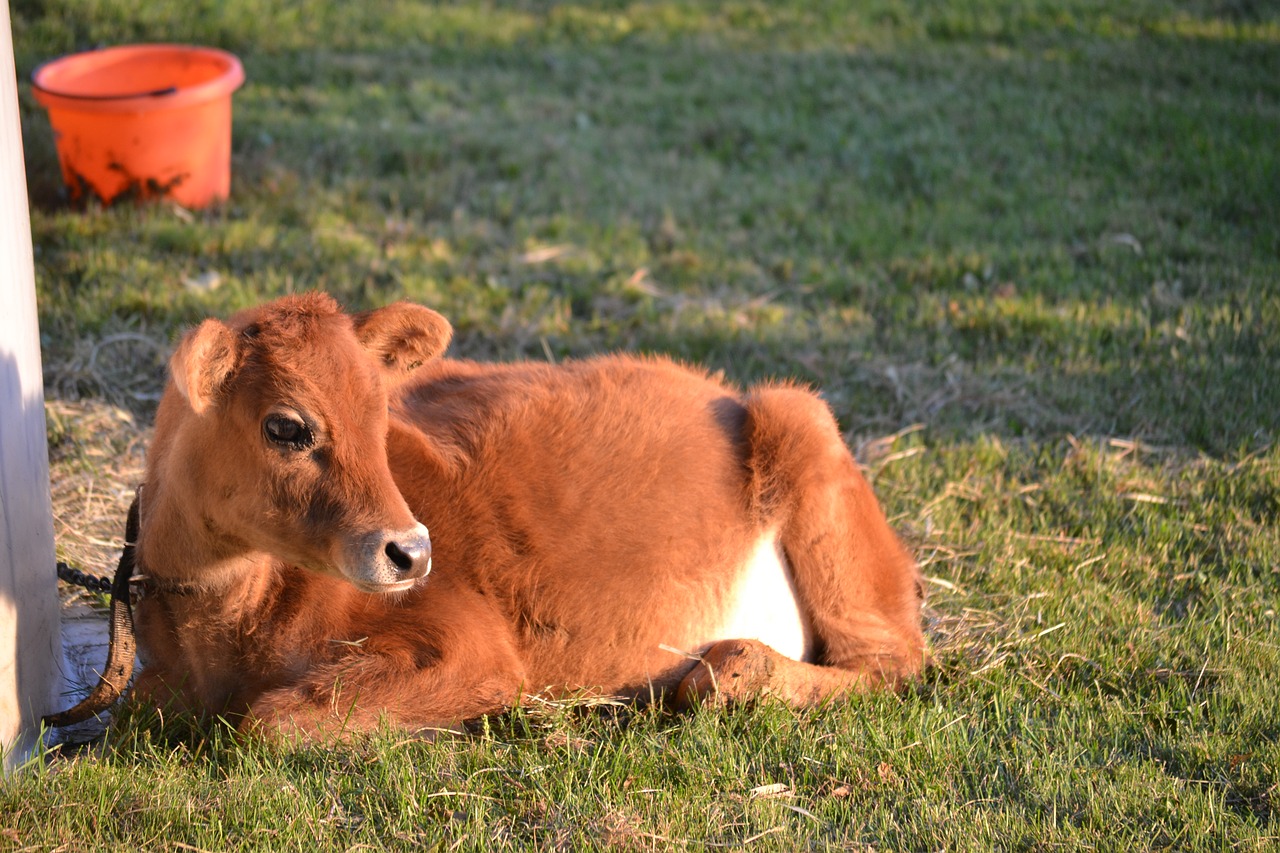 cow  calf  brown cow free photo