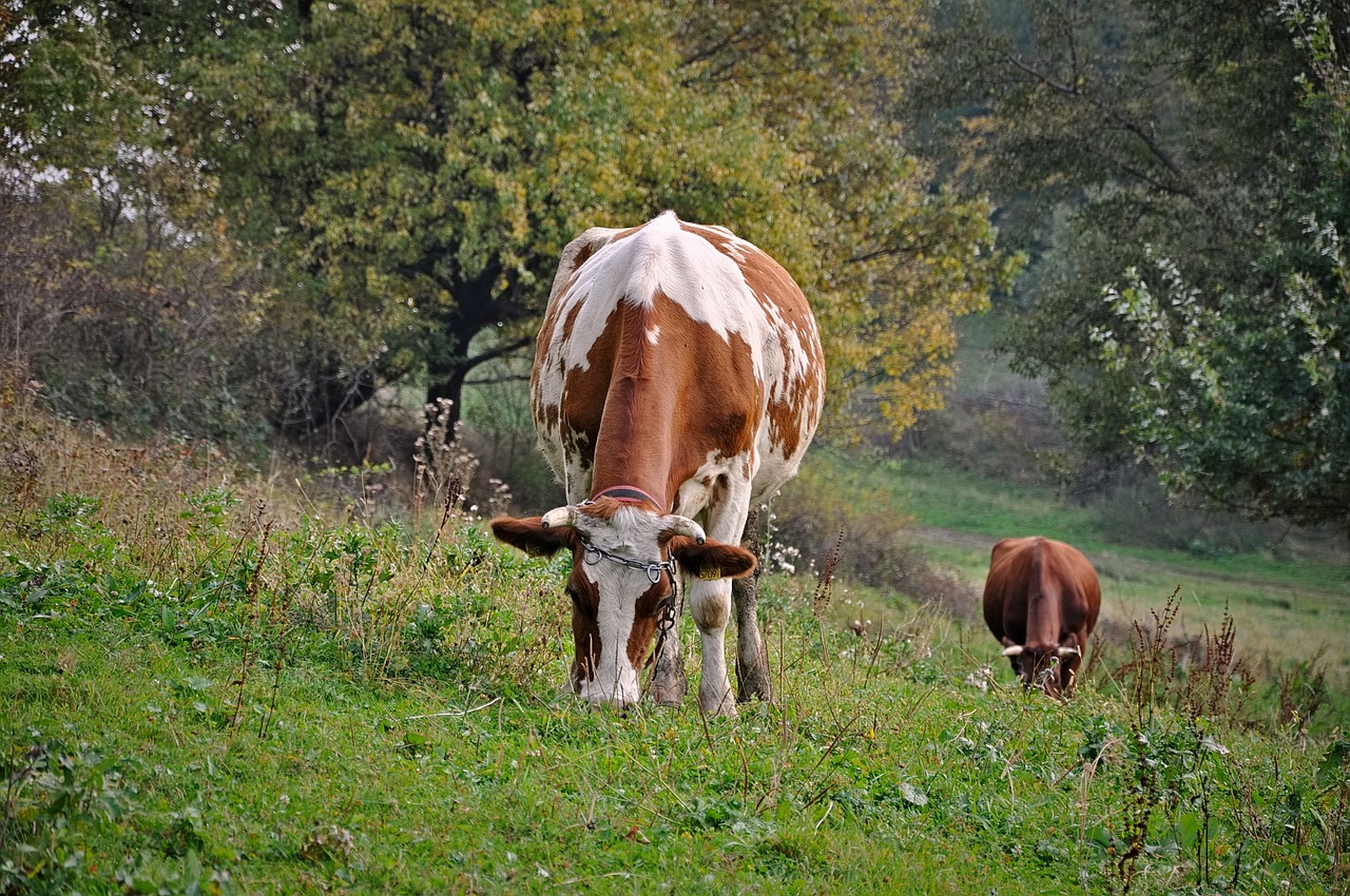 cow  pasture land  animal free photo