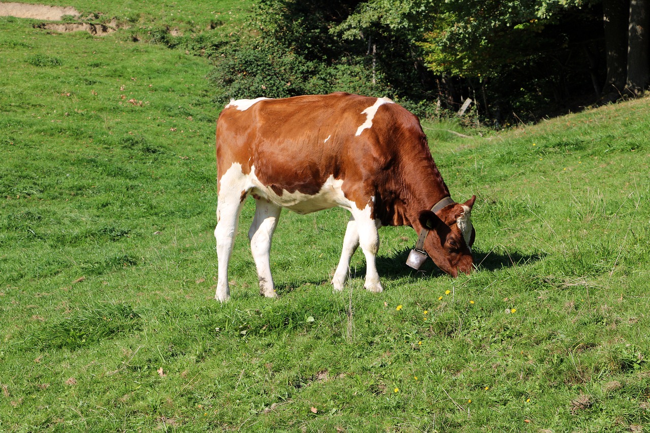 cow  alpine  mountains free photo