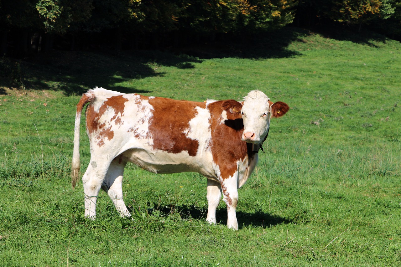 cow  beef  cattle free photo