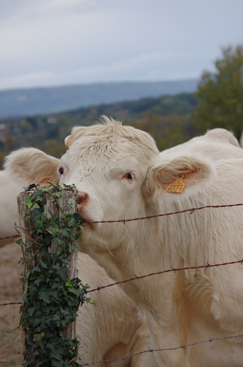 cow  animals  field free photo