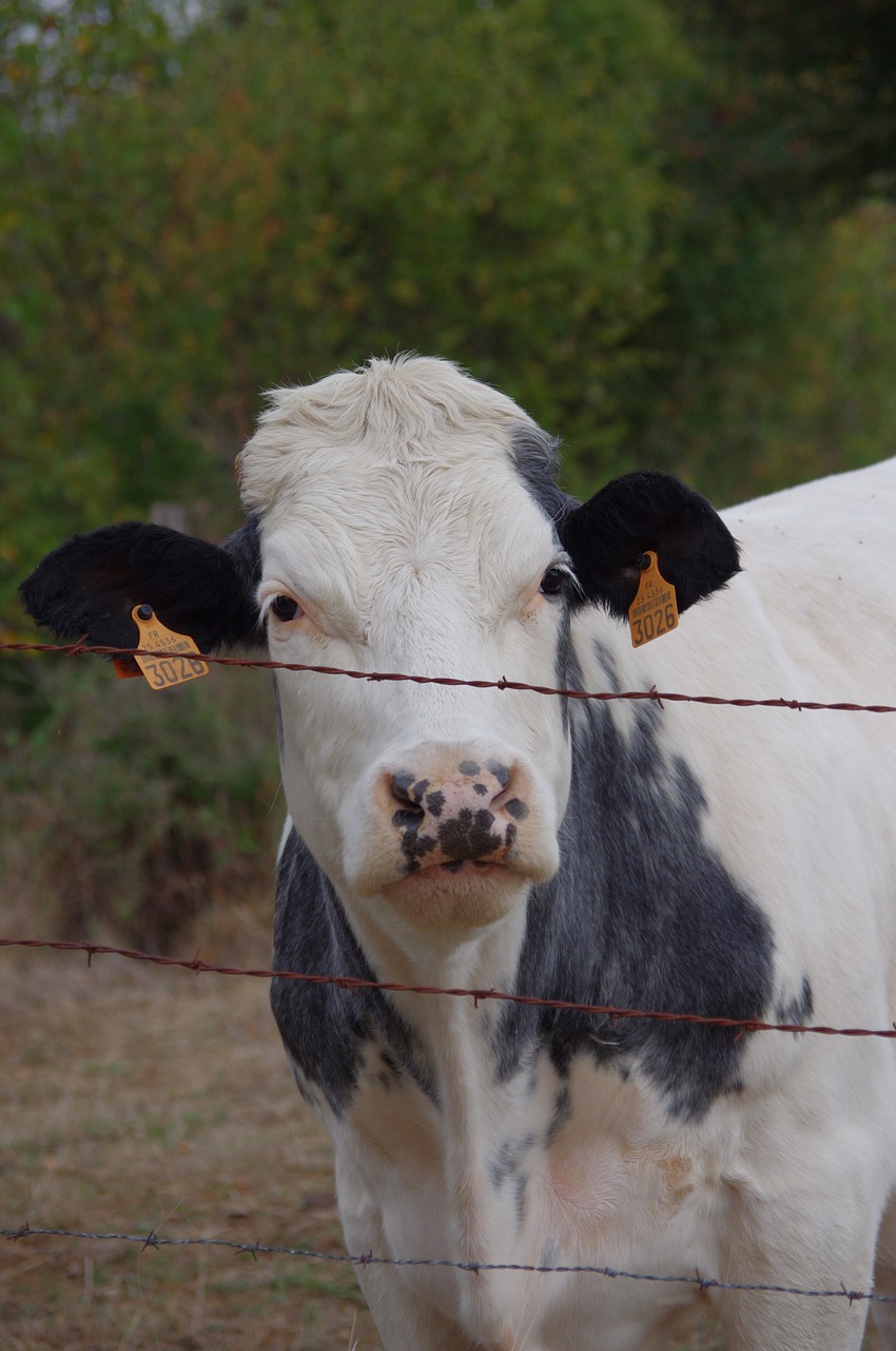 cow  animals  field free photo