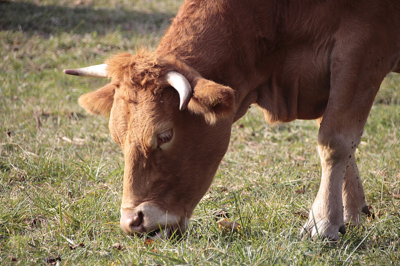 cow  animal  cattle free photo