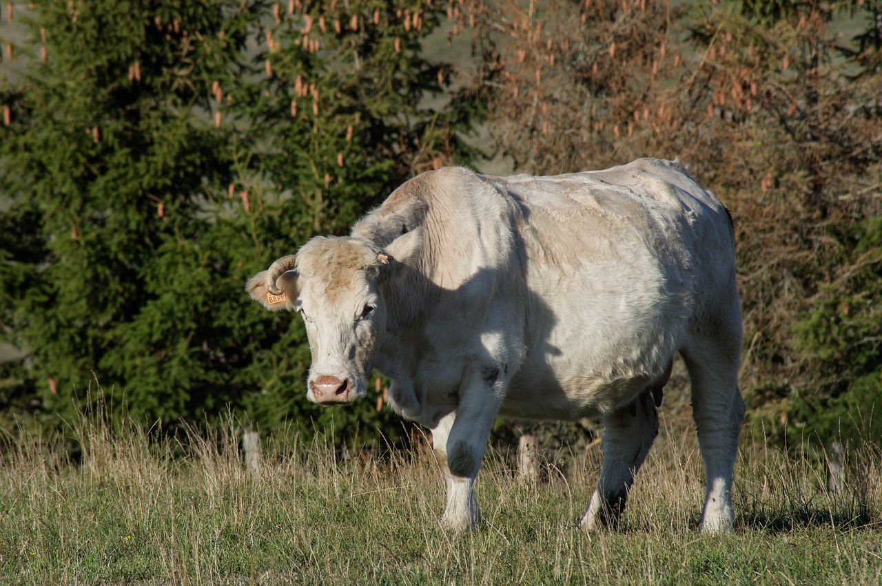 cow  pasture  livestock free photo