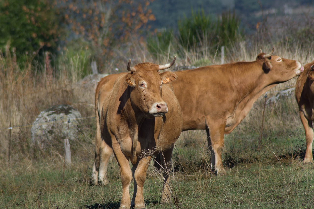 cow  race  aubrac free photo