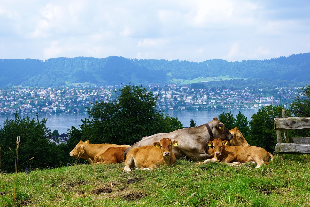 cow  switzerland  alm free photo