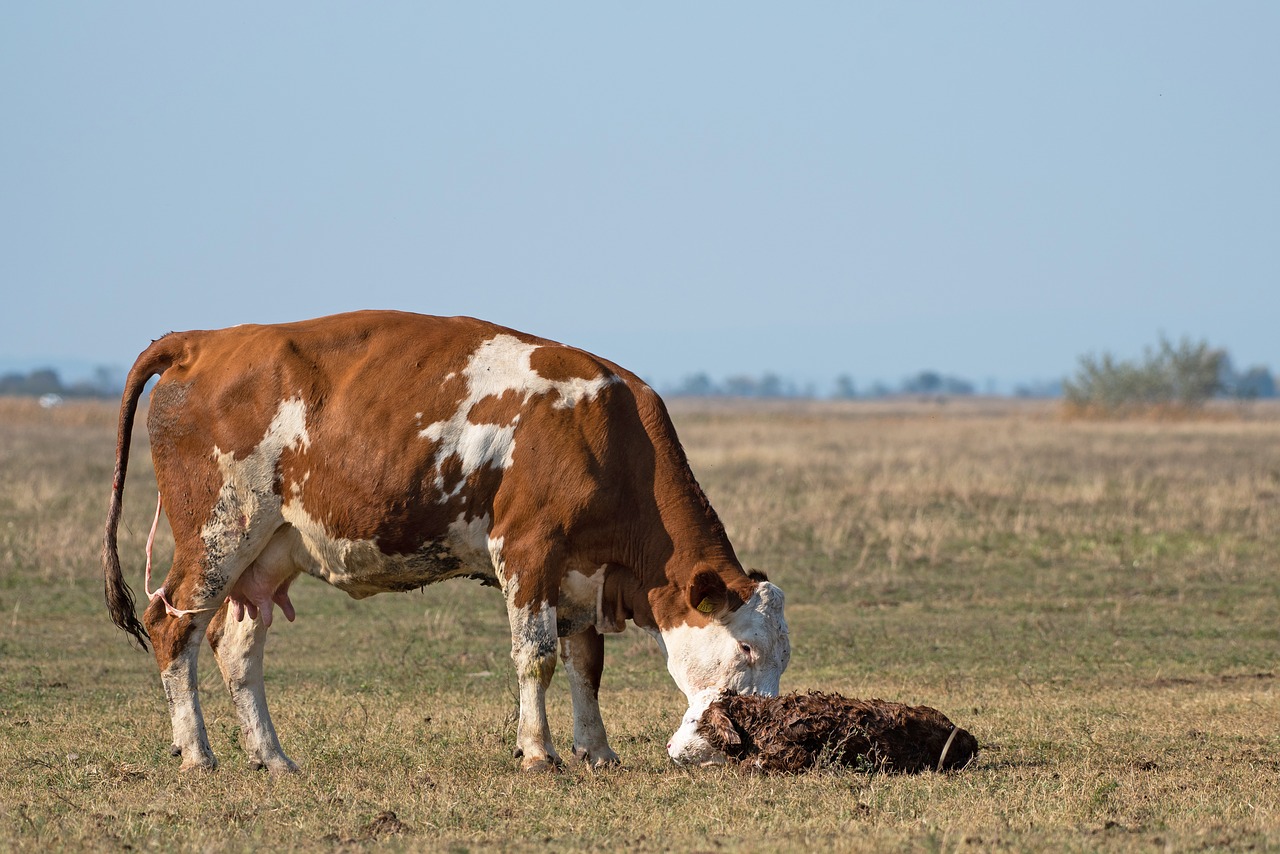 cow  calf  newbie free photo