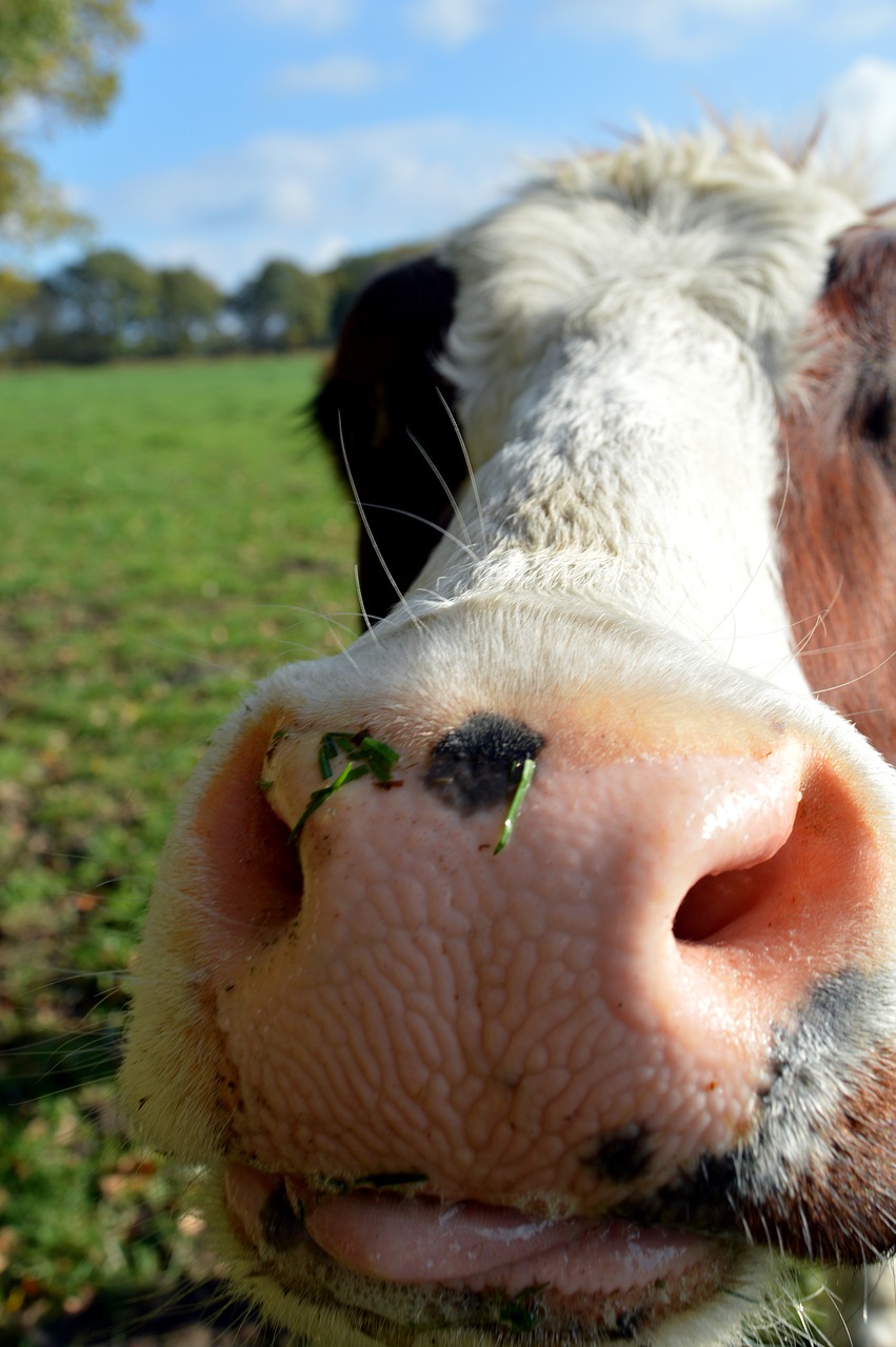 cow  nose  tongue free photo