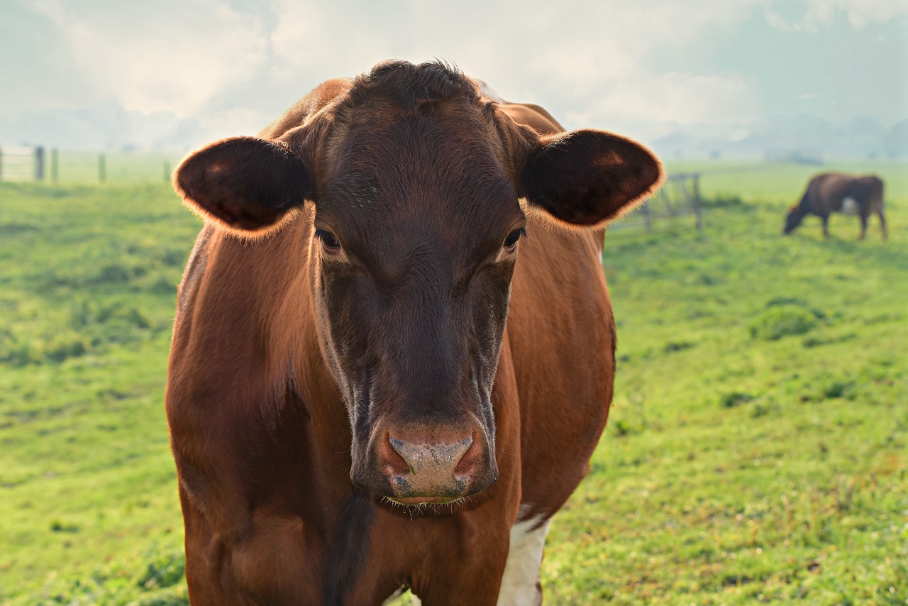 cow  cattle  animal free photo