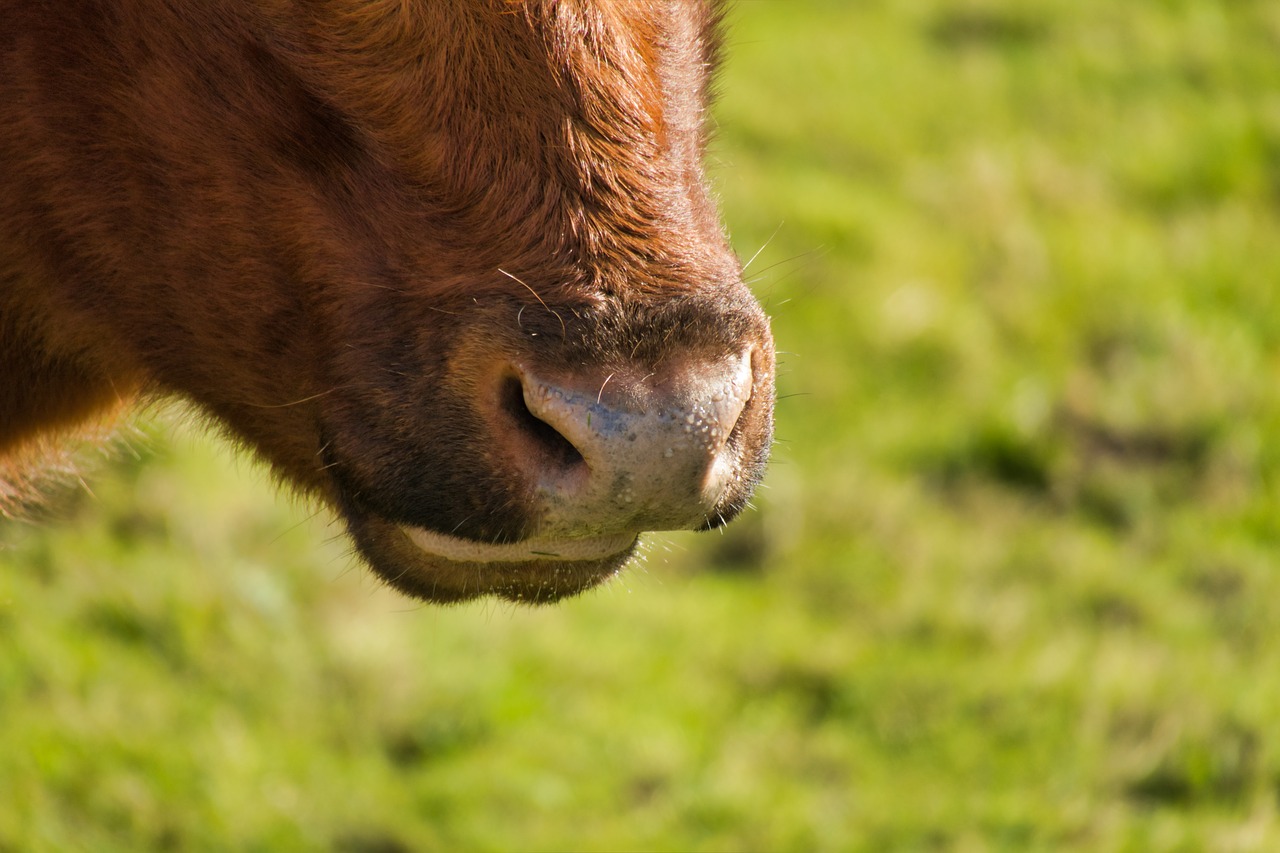 cow  nose  ruminant free photo