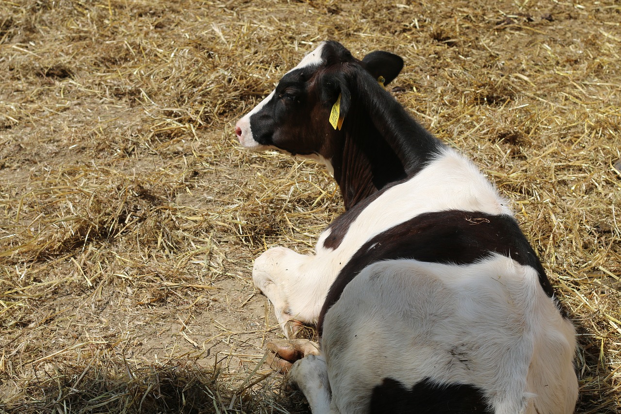 cow  farming  farm free photo