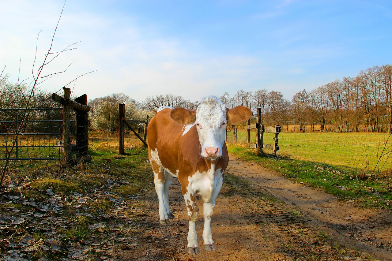 cow  coupling  away free photo