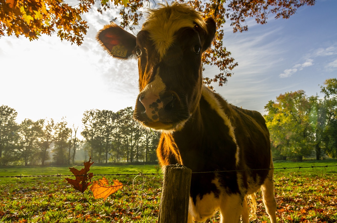 cow  autumn  nature free photo