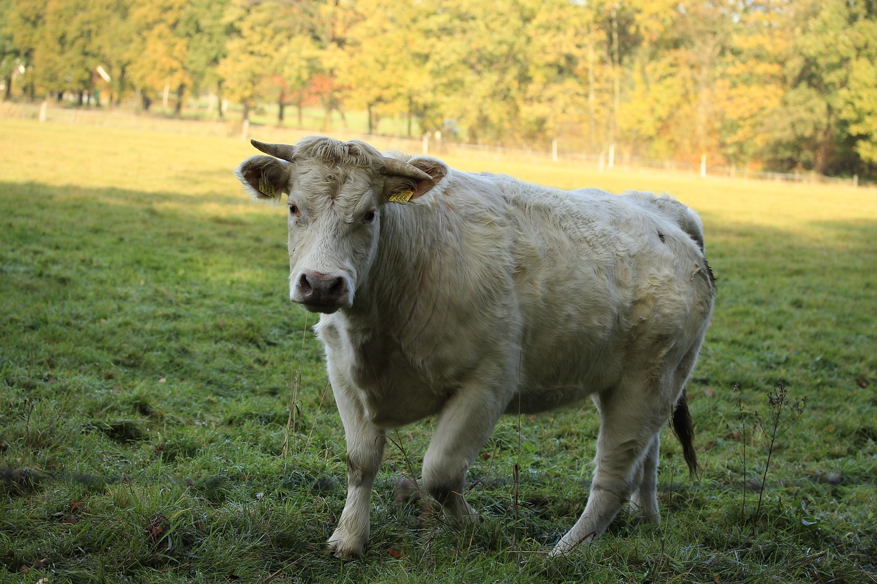 cow  meadow  herkauwer free photo