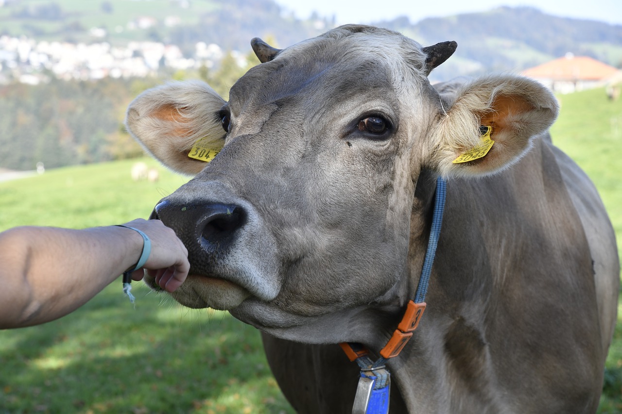 cow  love for animals  contact free photo