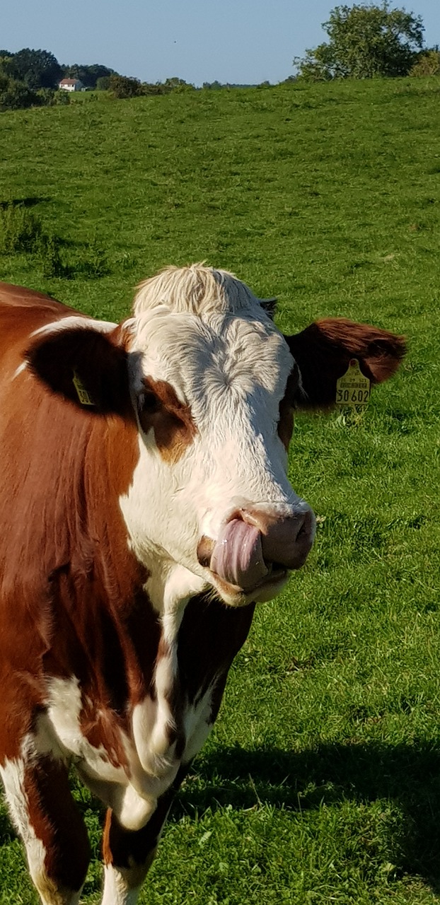 cow  pasture  agriculture free photo