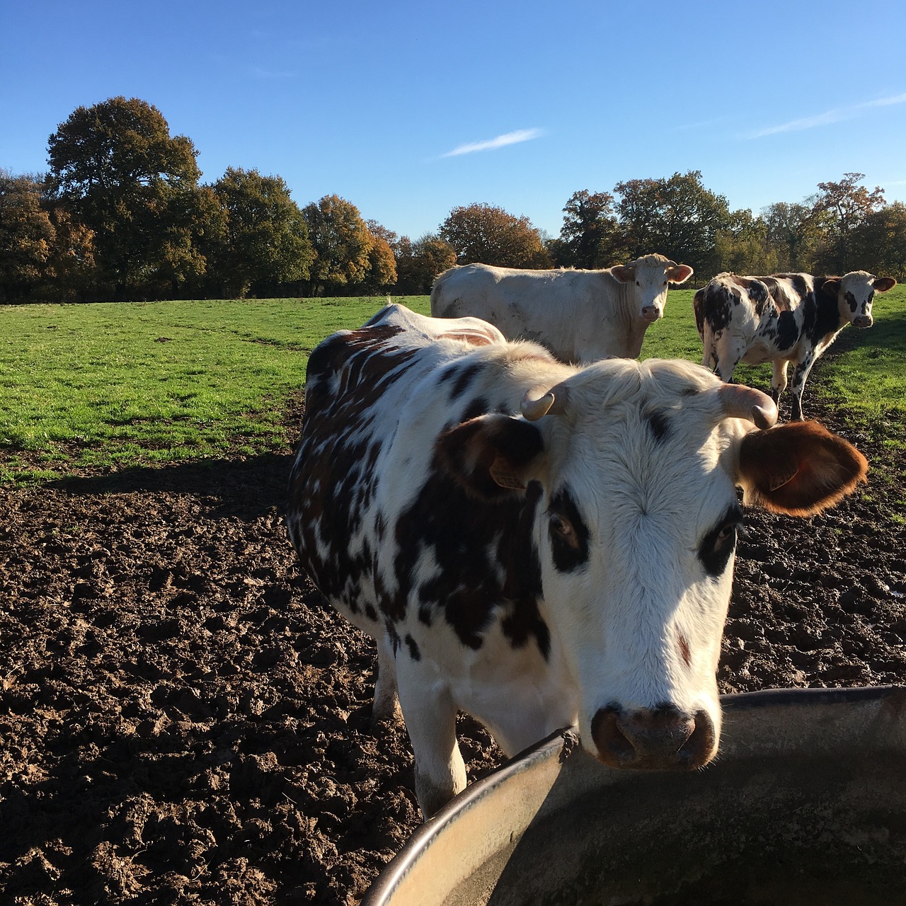 cow  whey  close up free photo