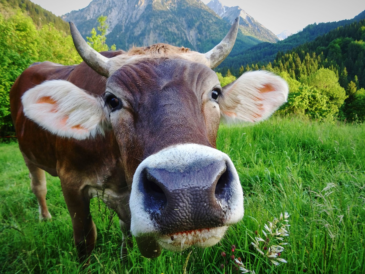 cow  alm  meadow free photo