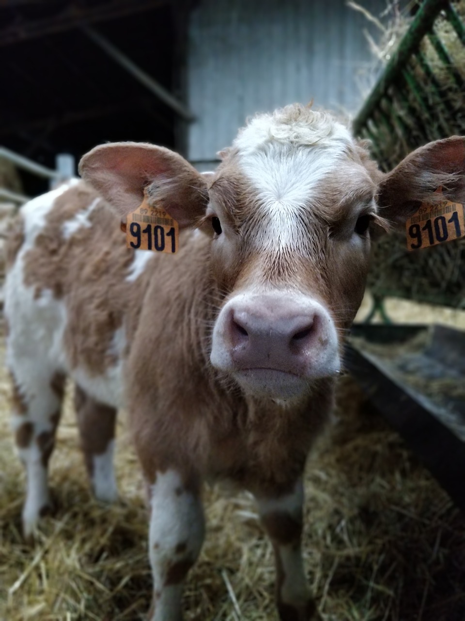 cow  straw  brown free photo