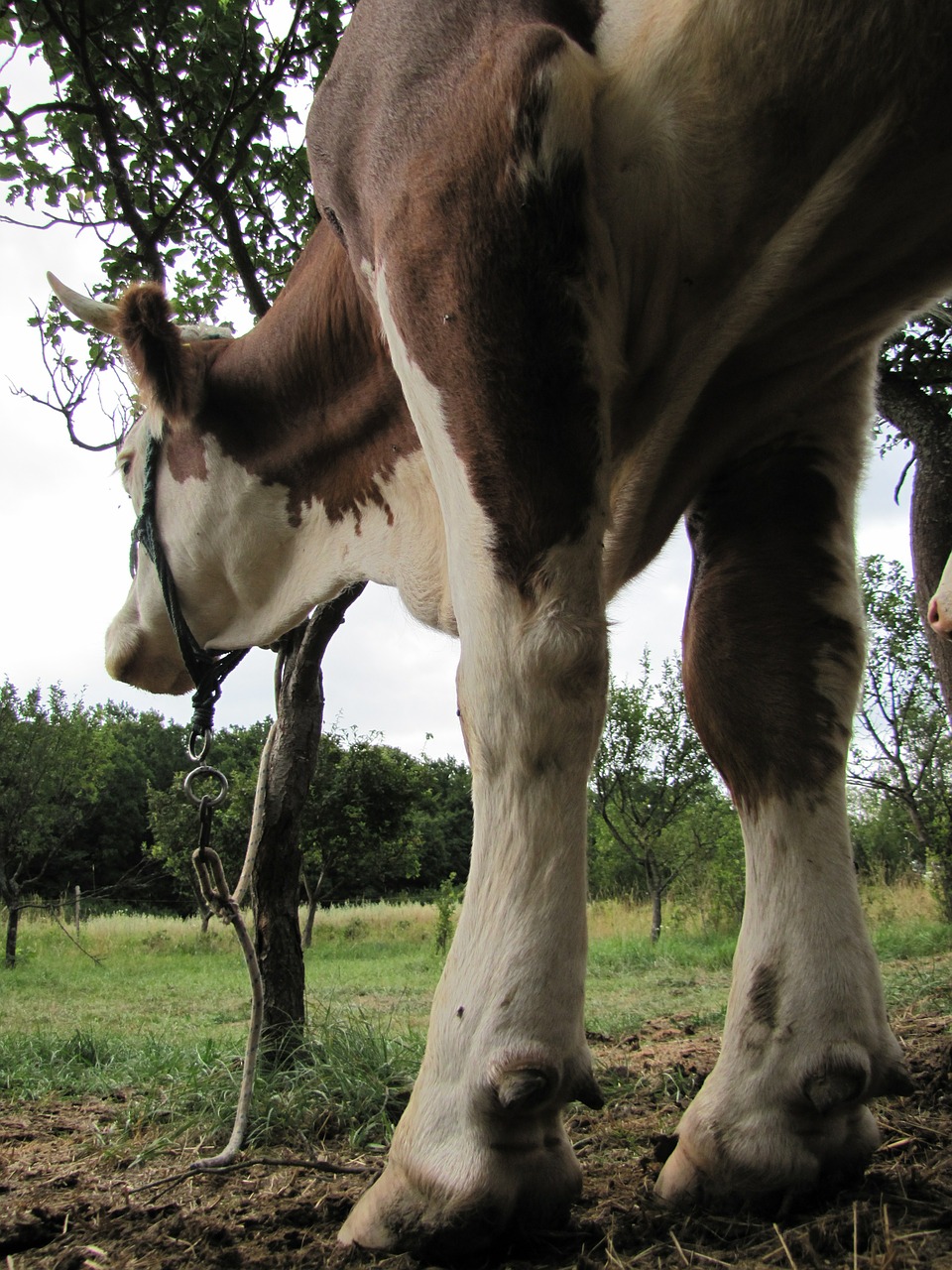 cow four-legged animal free photo