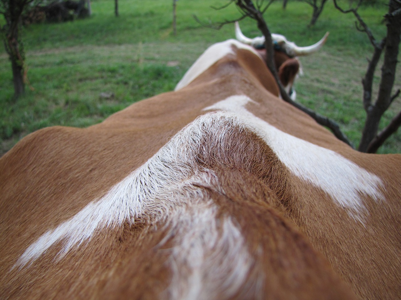 cow four-legged animal free photo