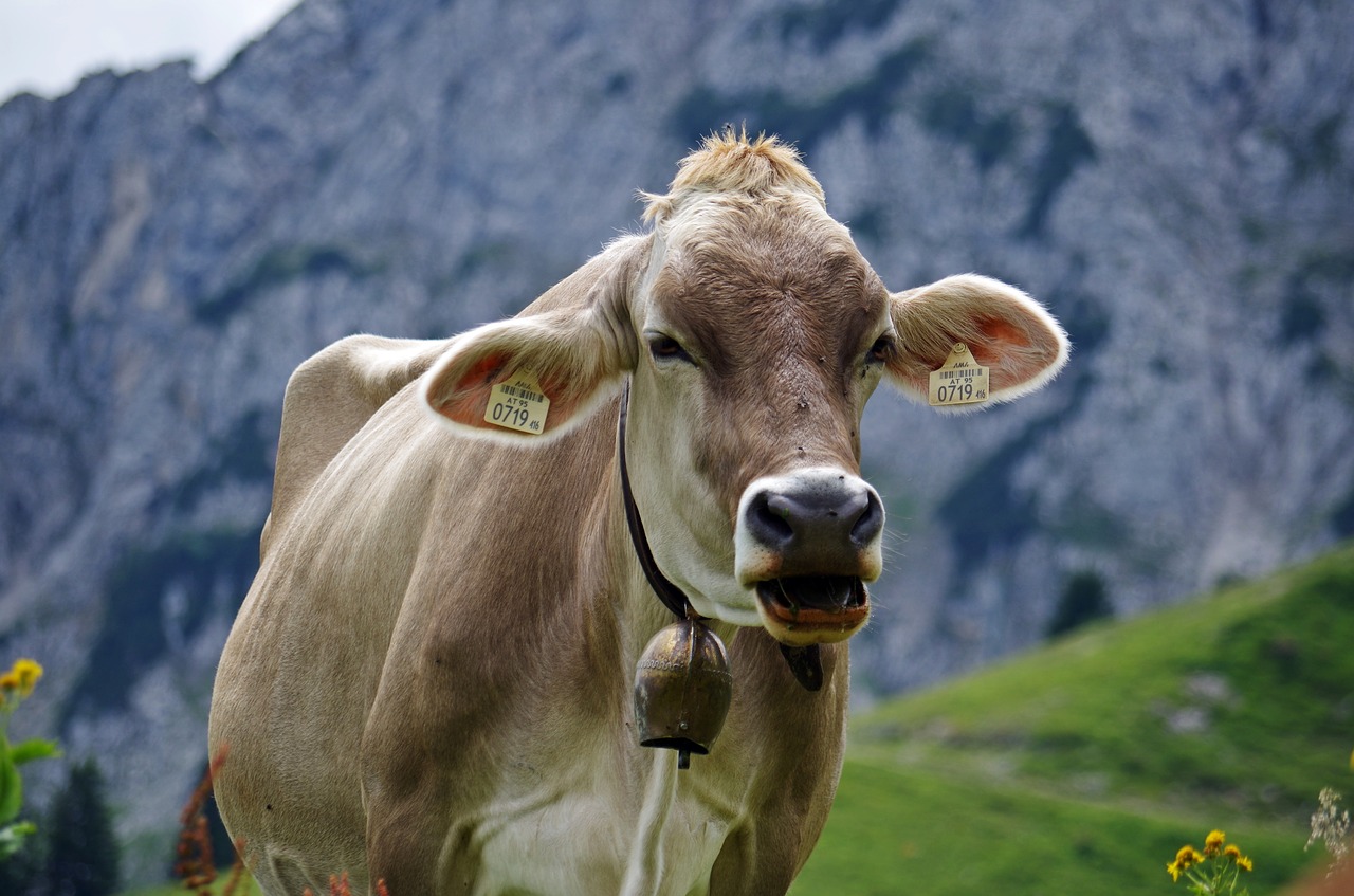 cow  alpine  alm free photo