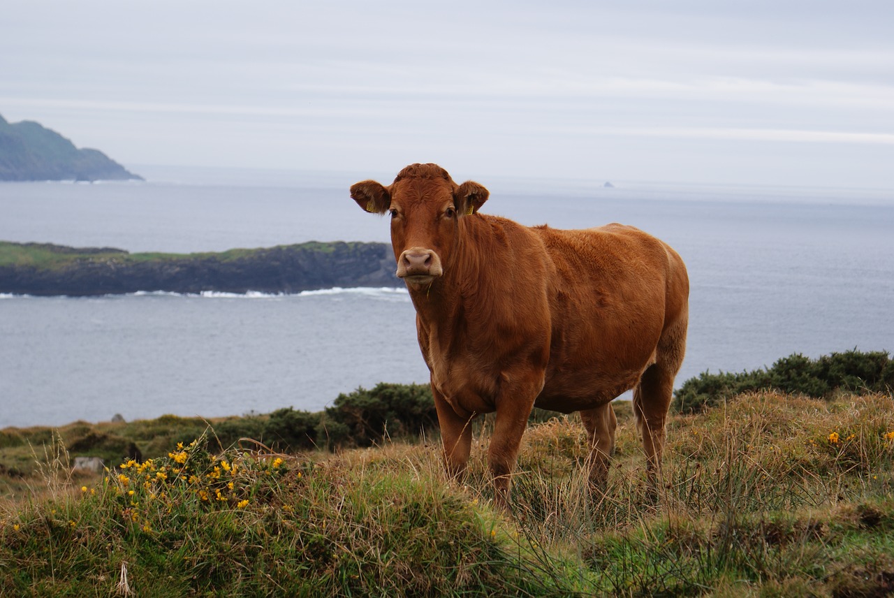 cow  beef  cattle free photo