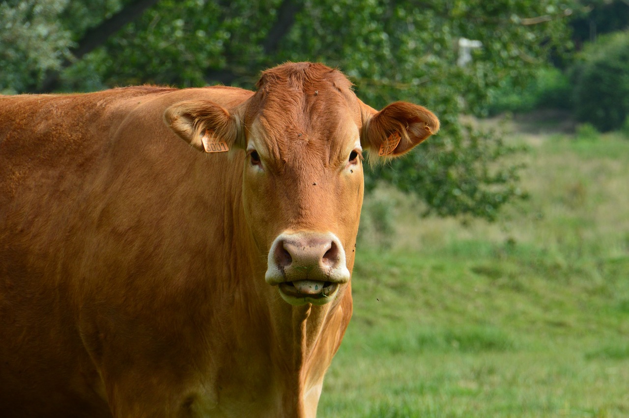 cow  mammal  cattle free photo