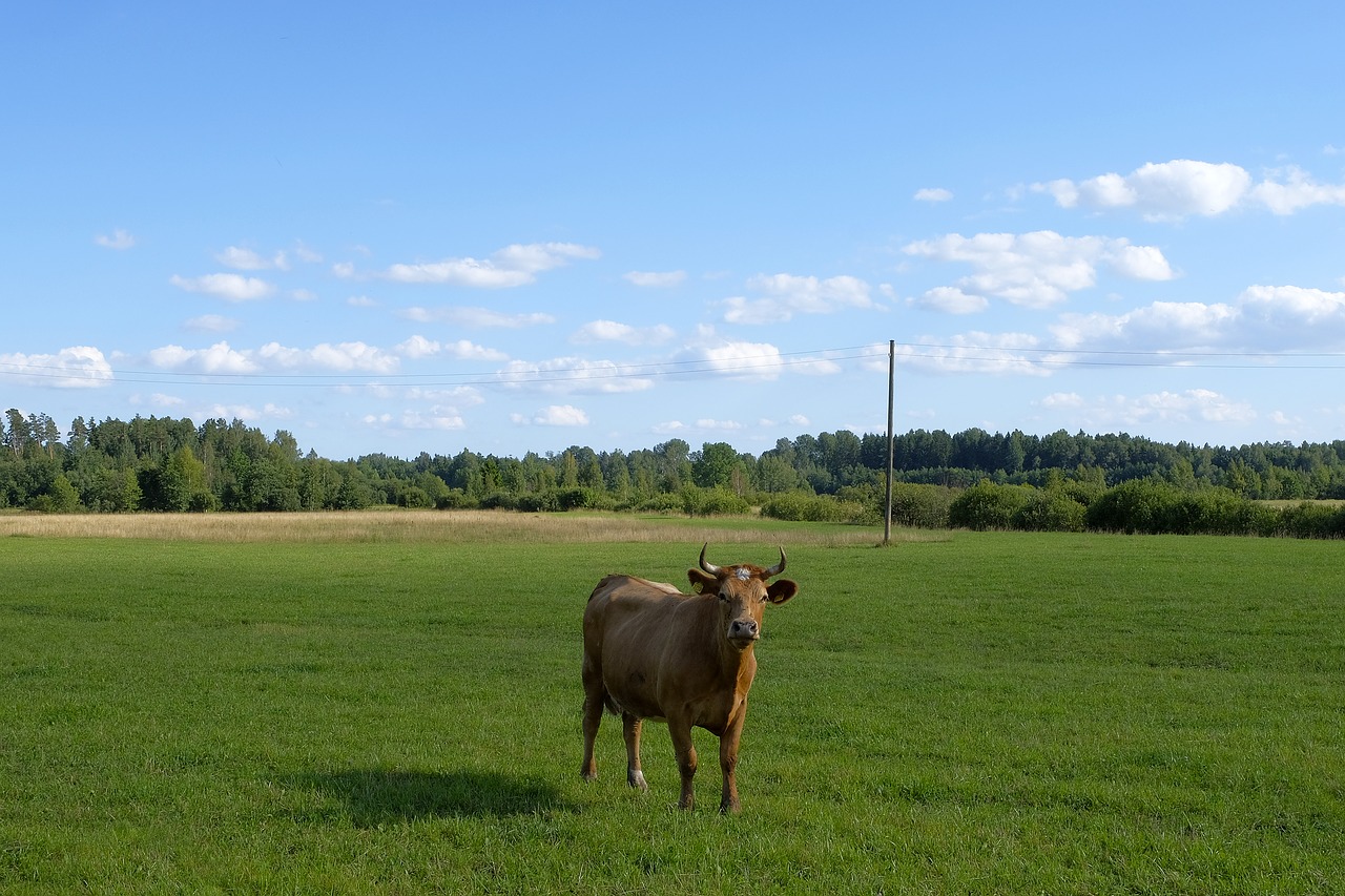 cow  landscape  grass free photo