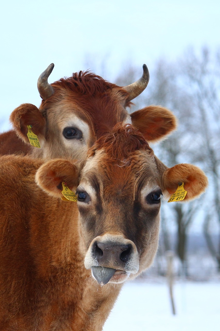 cow  ruminant  animal free photo