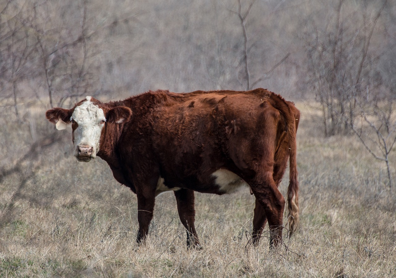 cow  pasture  nature free photo