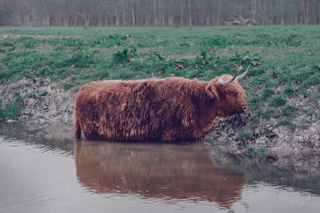 cow  scottish  highlander free photo