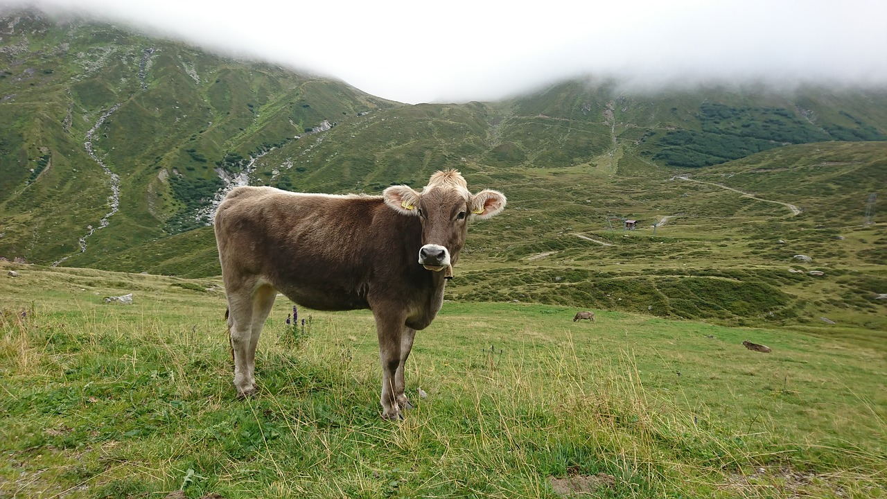 cow  landscape  freilebend free photo