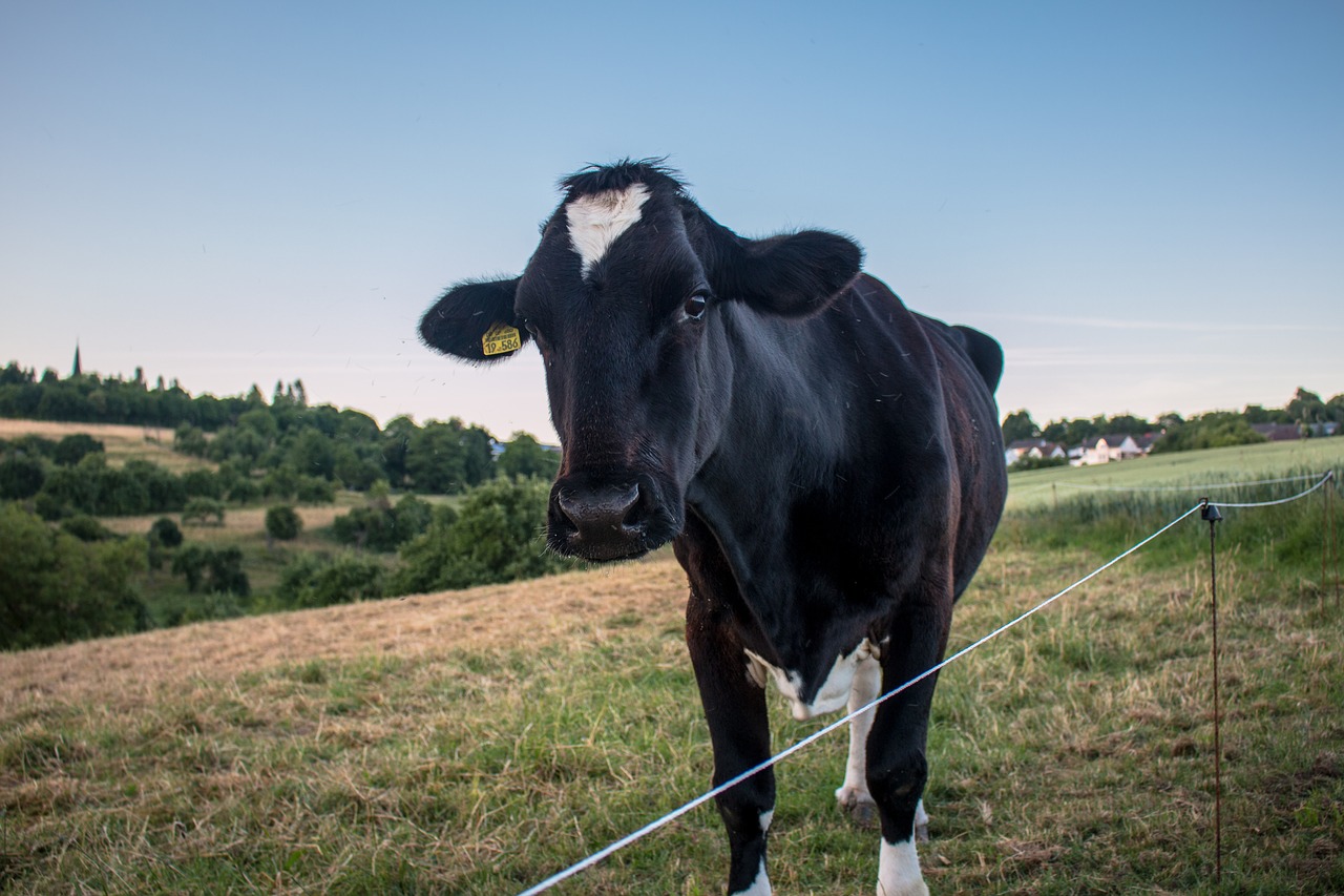 cow  pasture  agriculture free photo