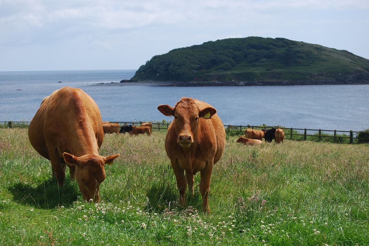 cow  island  sea free photo