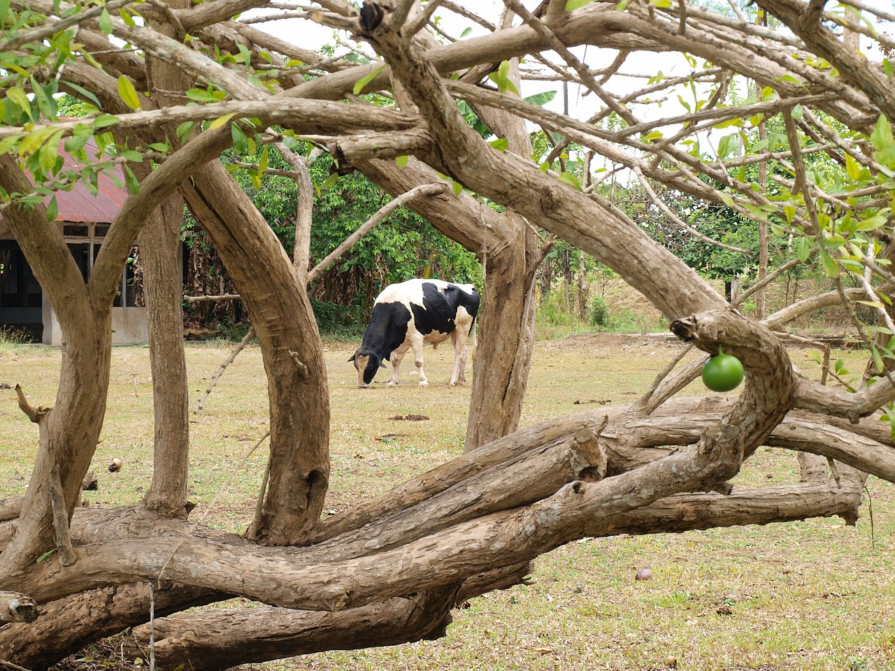 cow farm animal free photo