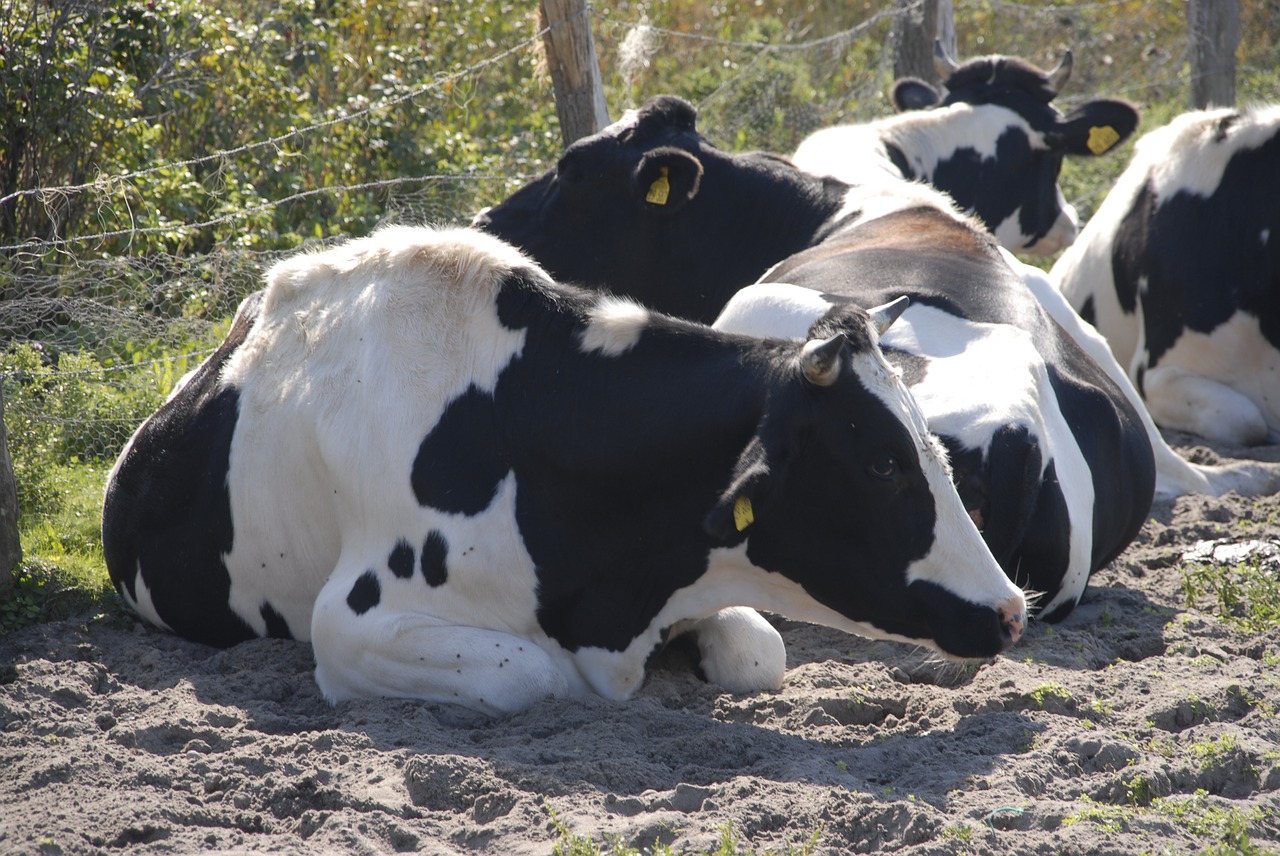 cow  flock  cattle free photo