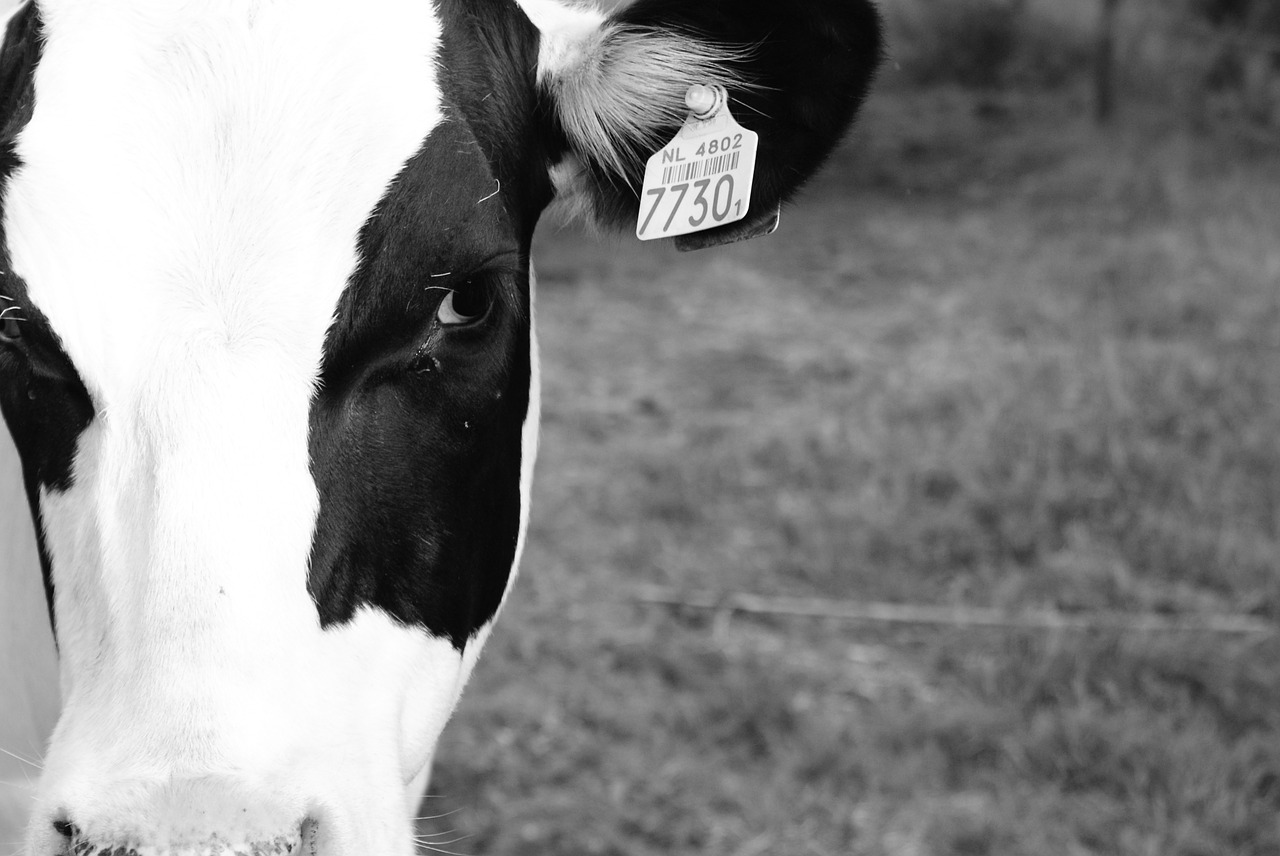 cow black white white free photo