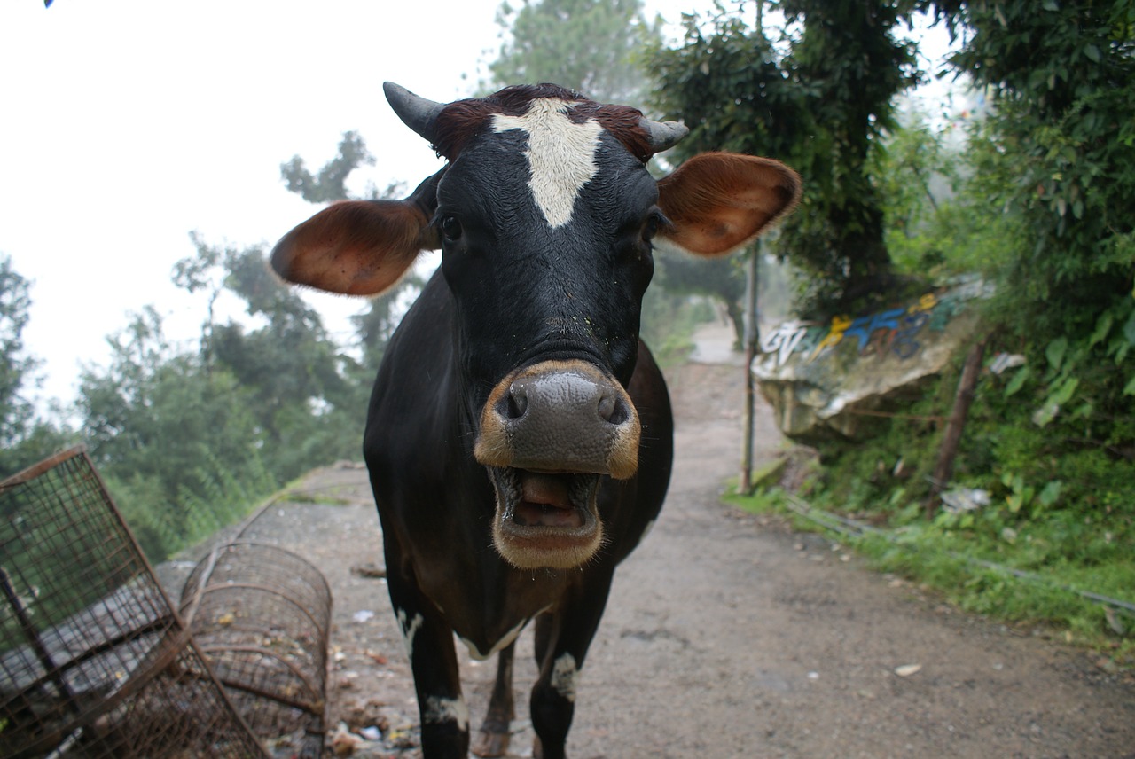 cow livestock dairy free photo