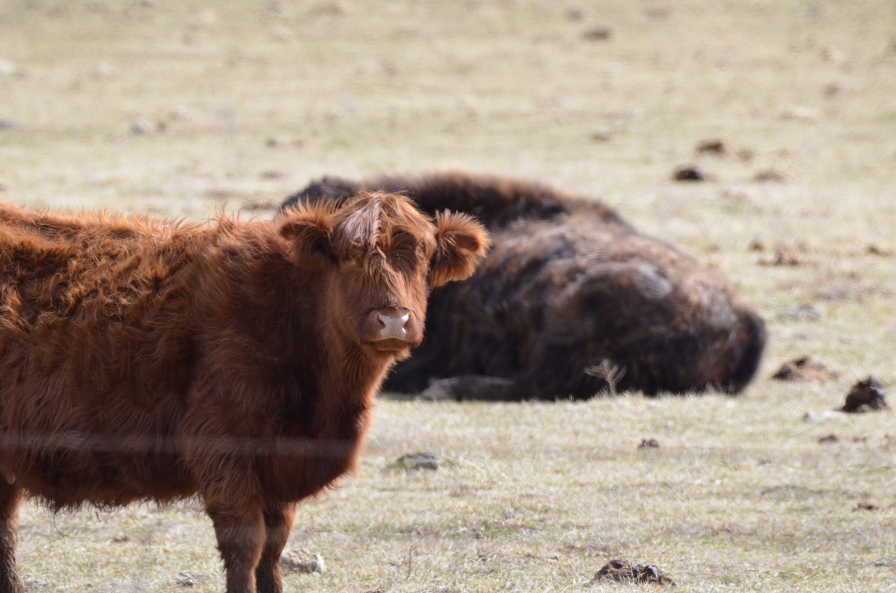 cow  farm  animal free photo