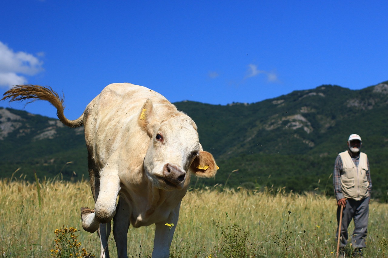 cow  animal  human free photo