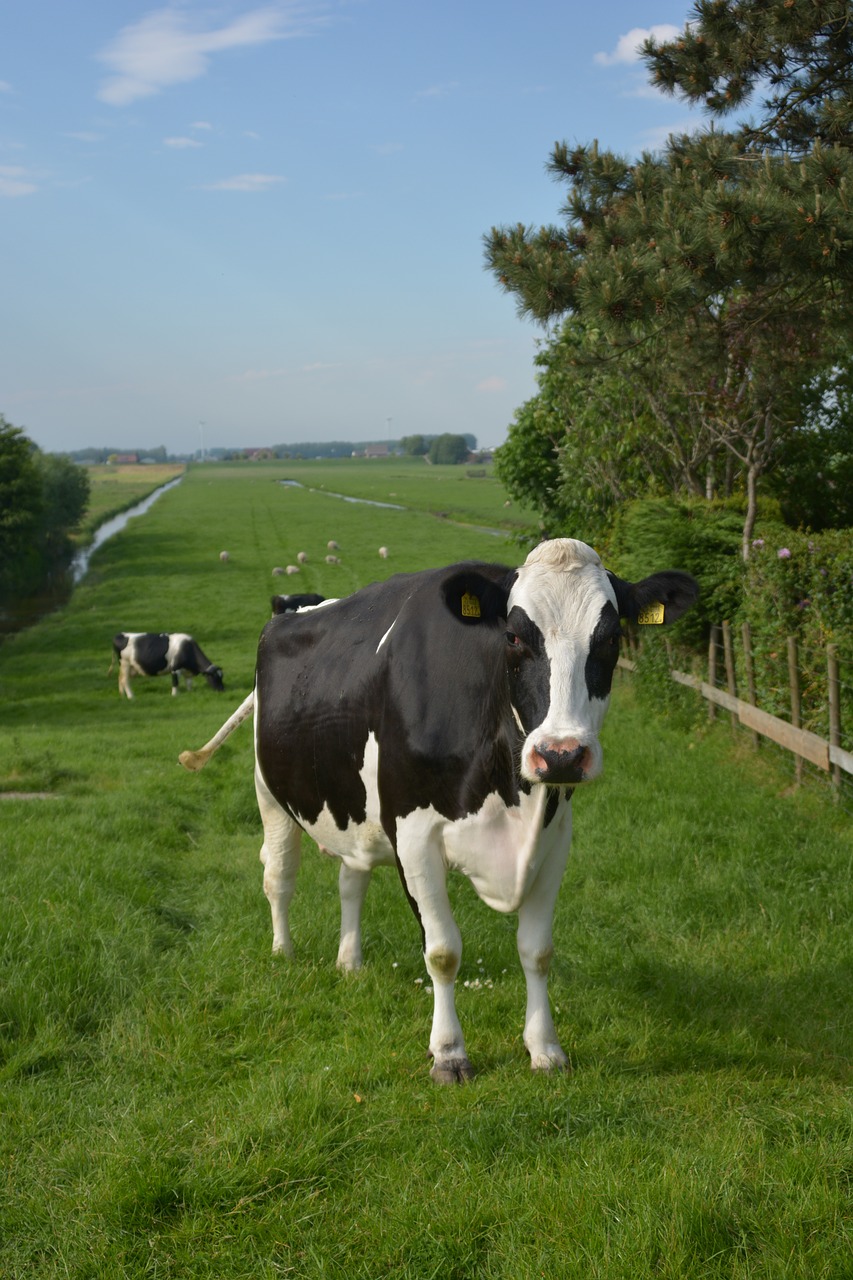 cow  netherlands  landscape free photo