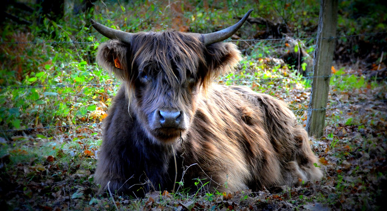 cow  nature  forest free photo