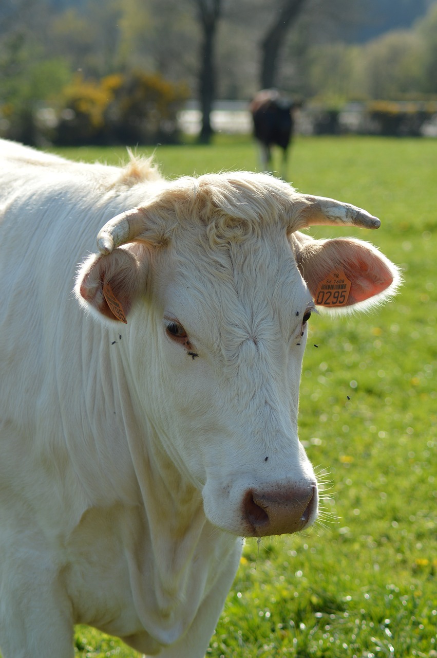 cow  field  head free photo