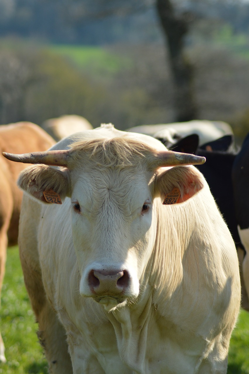 cow  field  cattle free photo