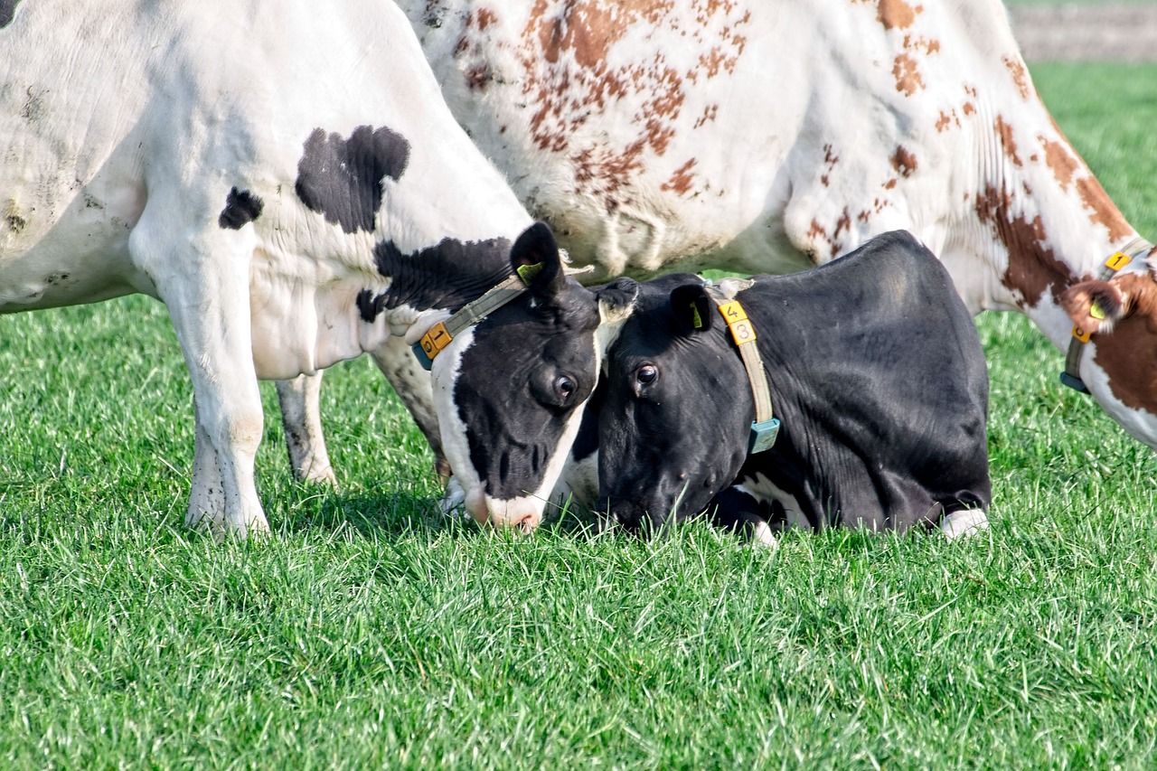 cow  cows  roan free photo