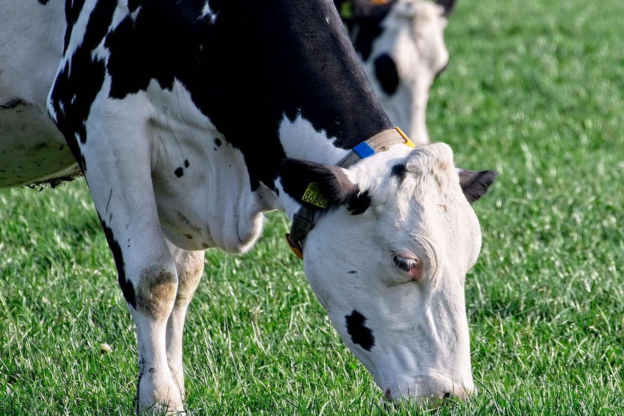 cow  cows  roan free photo